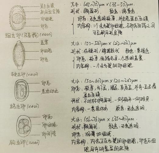 内部寄生虫安卓：解析其影响与解决方案