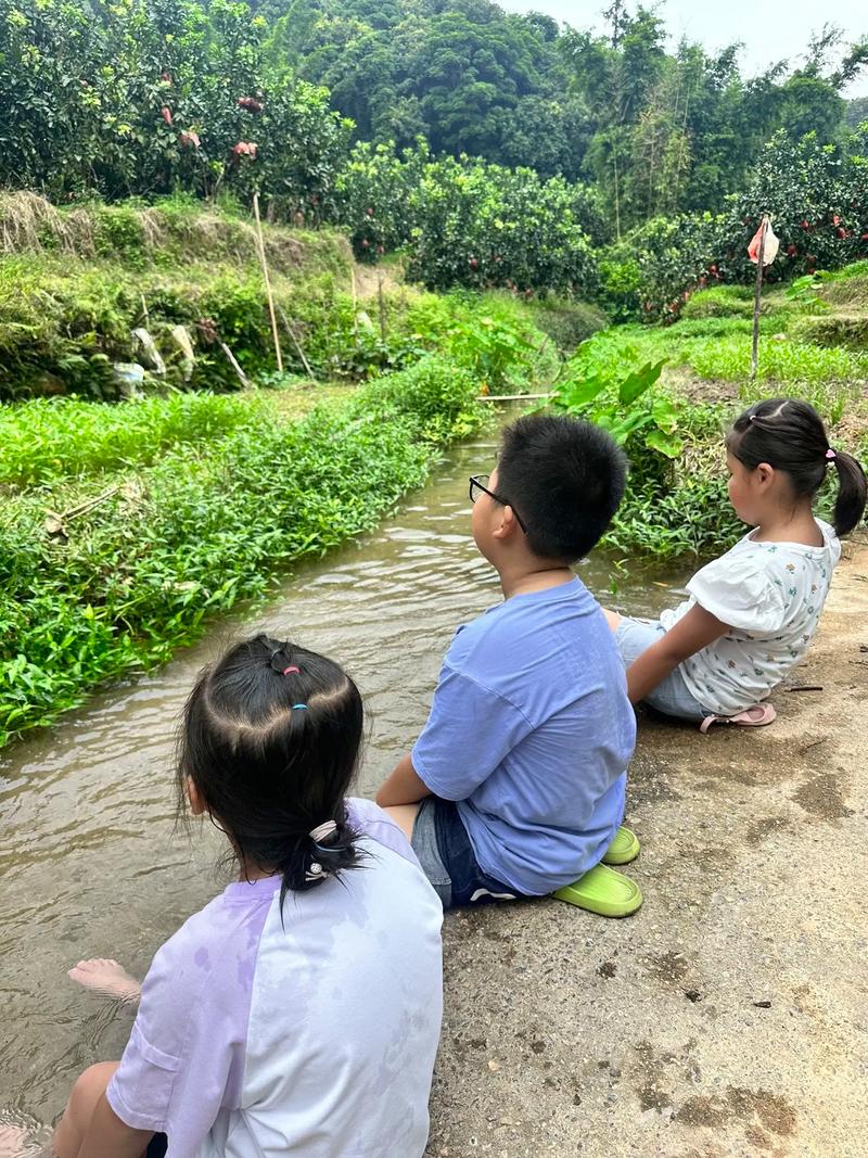 乡村生活的快乐暑假最新版本深度解读与分析