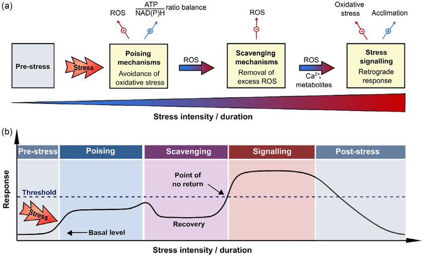 深度分析：胁迫COERCION游戏官网的游戏机制与用户体验