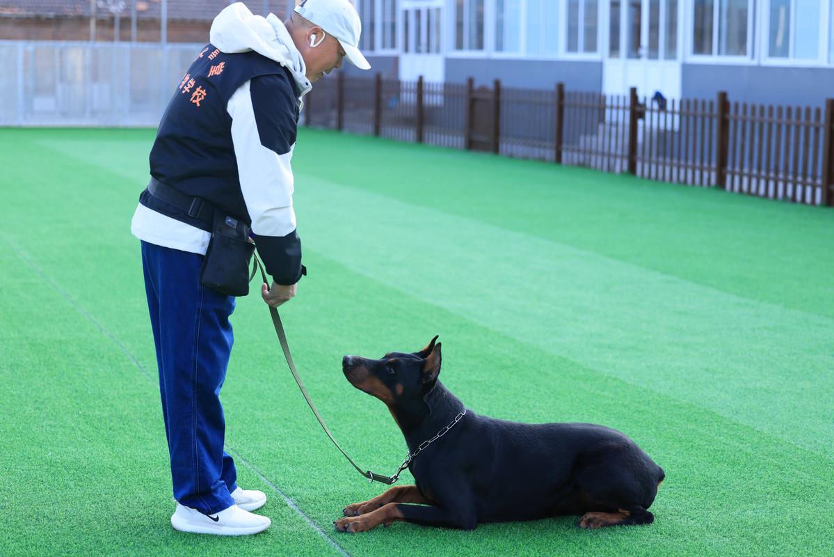 探索精灵女上司的训狗术：版本大全分析与实用建议