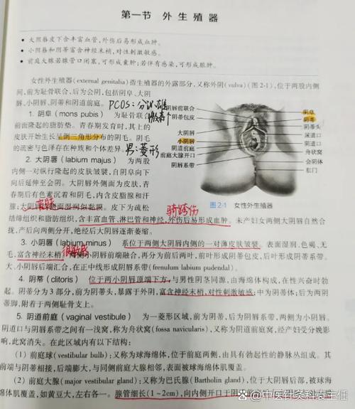 深入分析：SOA雌小鬼版本大全及其对玩家体验的影响
