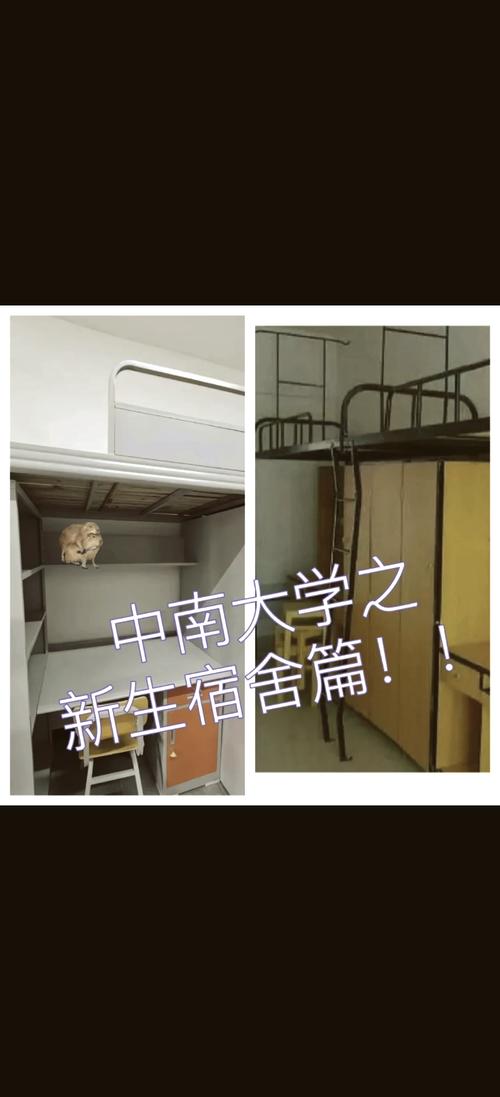 探秘《我的大学生活S1-S2》：一款独具魅力的模拟体验