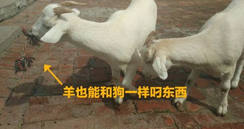 剪羊羊官方网站：深度分析与行业前景展望
