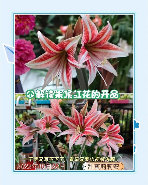 欲望开花最新版本分析：探索最新动态与用户体验提升