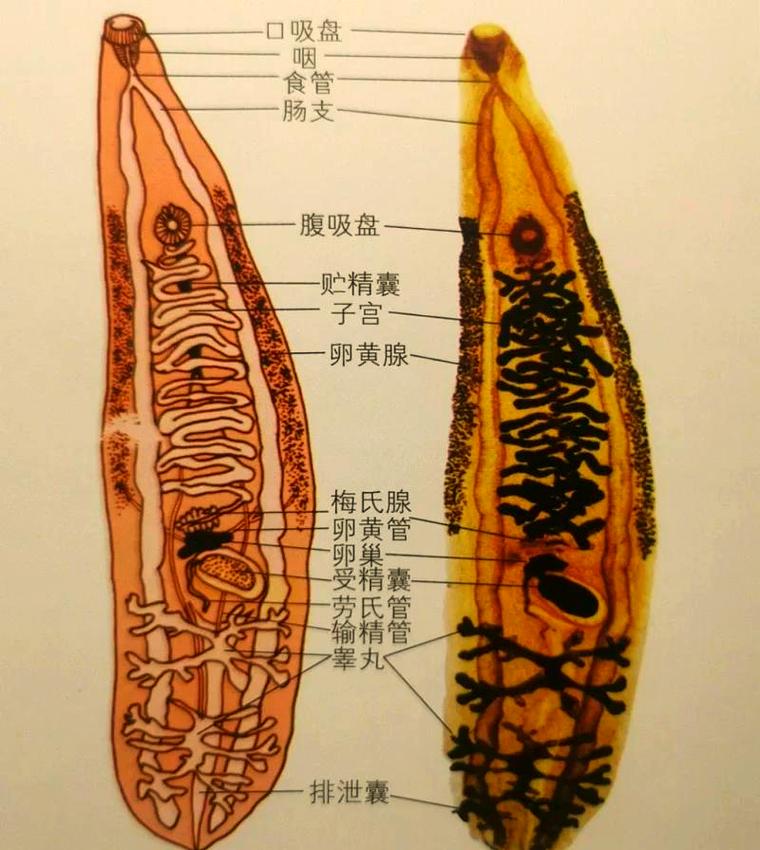 深入解析内部寄生虫安卓汉化的市场现状与未来发展
