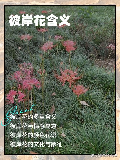 深度解析：彼岸花官方网站在绅士游戏领域的布局与影响