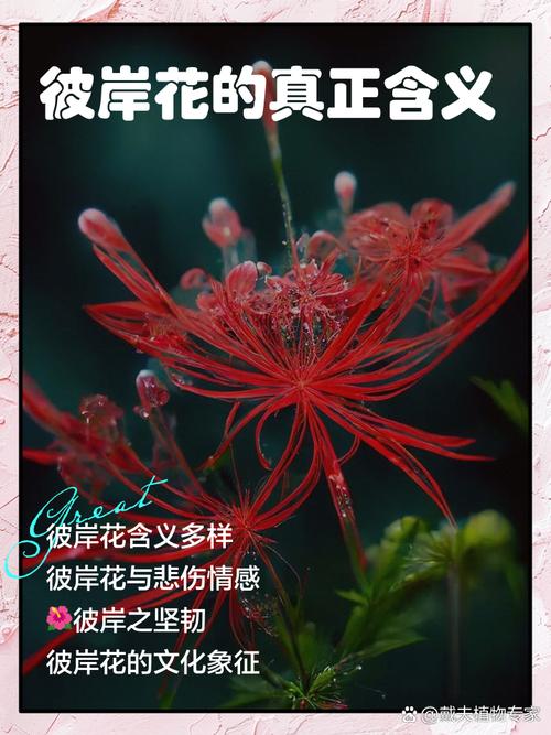 深度解析：彼岸花官方网站在绅士游戏领域的布局与影响