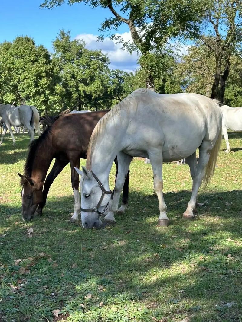 揭秘种马V0.11：下载途径与游戏解析