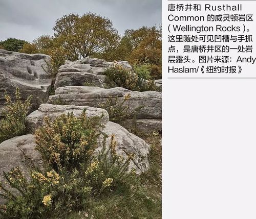 深入分析《精英花园》游戏下载的关键要素与玩家体验