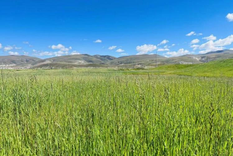 深入解析：青青草原游戏攻略的专业指南