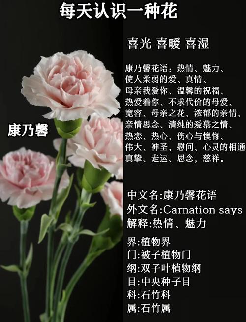 深入解析康乃馨俱乐部：绅士游戏的新兴代表