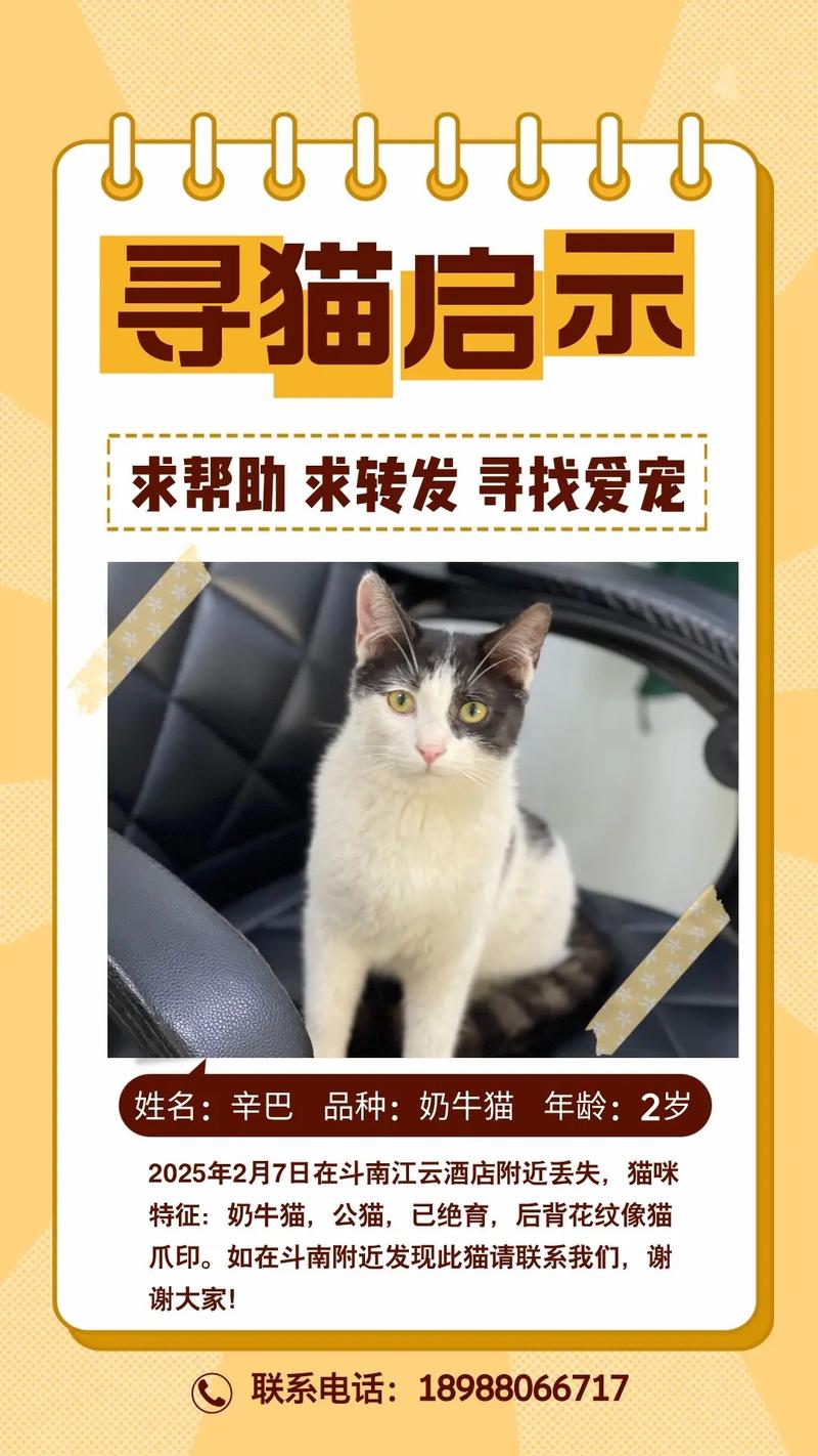 寻找猫研社下载渠道的深度指南