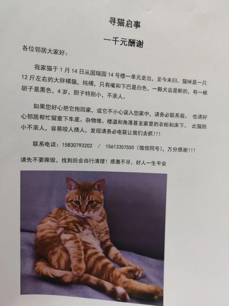 寻找猫研社下载渠道的深度指南