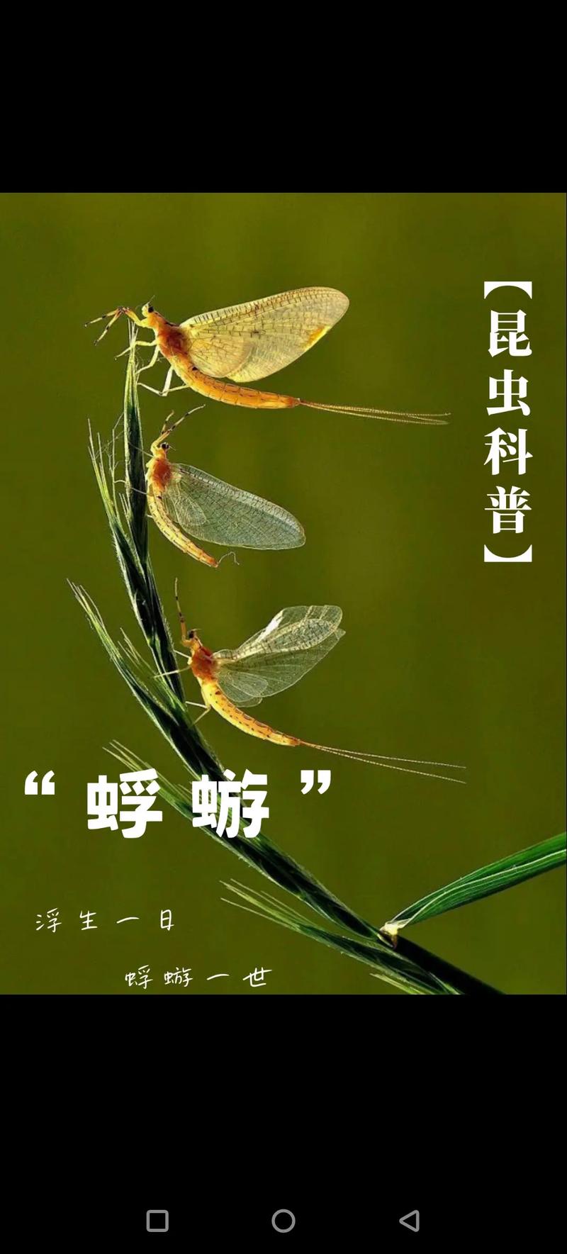 深入探索《蜉蝣V0.2》：游戏攻略与玩法分析