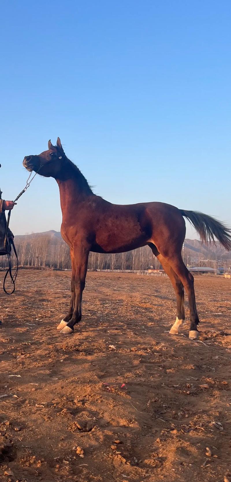 种马V0.11最新版本深度解析与市场前景展望