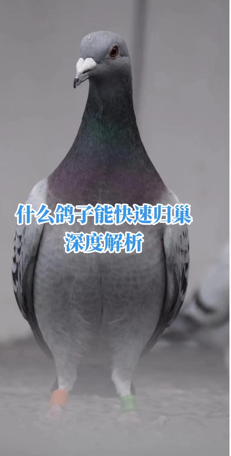 归巢最新版本深度解析：技术进步与玩家体验的双重提升