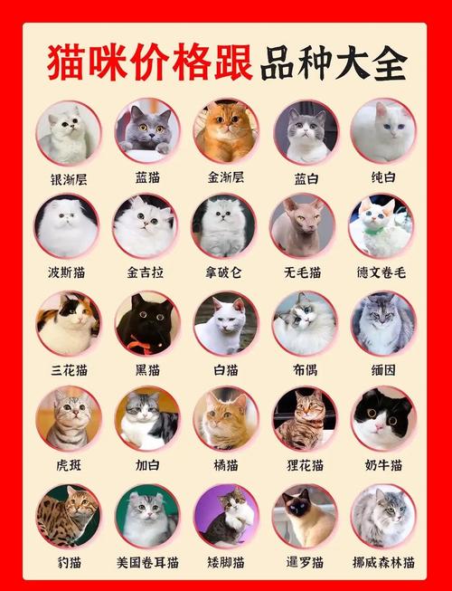 猫研社最新版本是多少，你可以用这几招立刻查到并安全更新