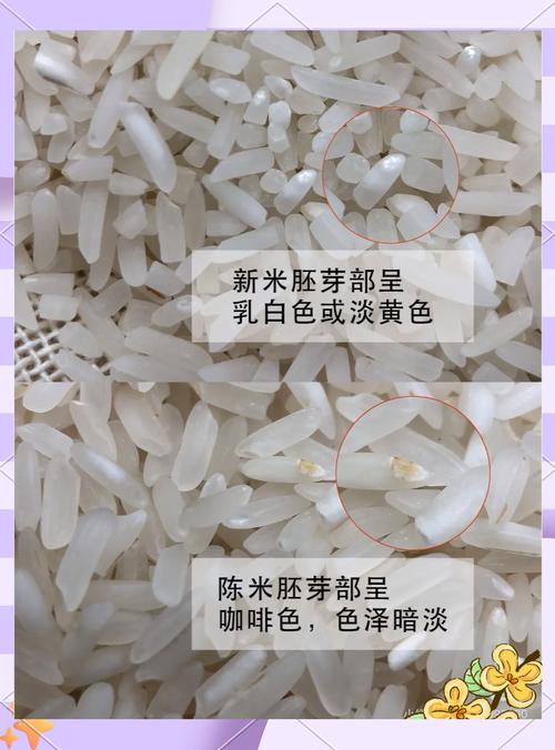 如何识别并安全使用米拉游戏官网，这里有我多年经验的建议