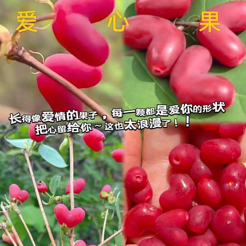 如何快速找到爱相思更新地址并保证访问与下载安全