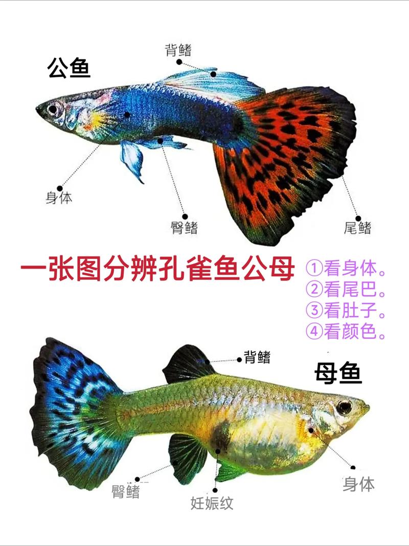 如何快速找到并验证鱼子酱官网，以及该在哪个平台下载或购买最合适