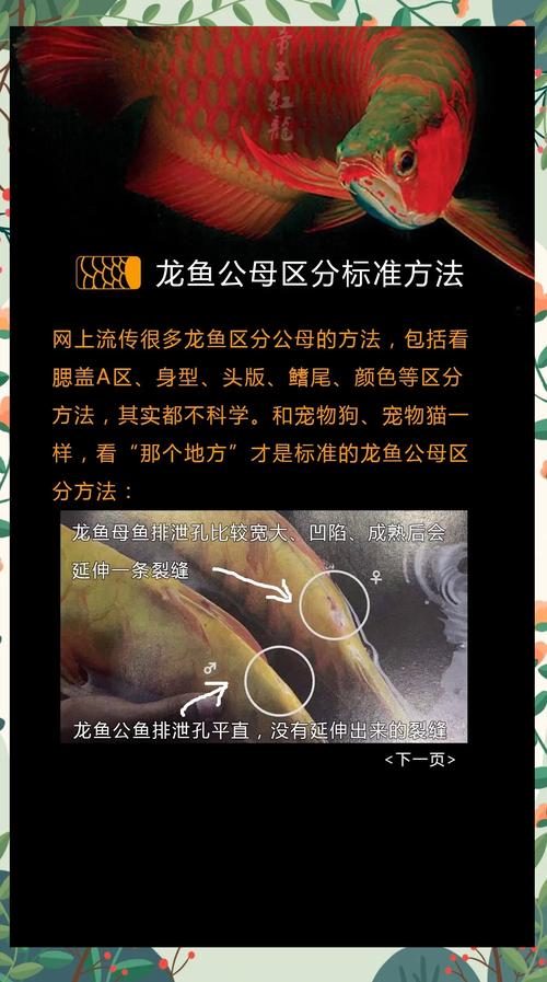 如何确认和安全访问鱼子酱官方网站